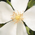Bílá - Půdopokryvné růže - Escimo®